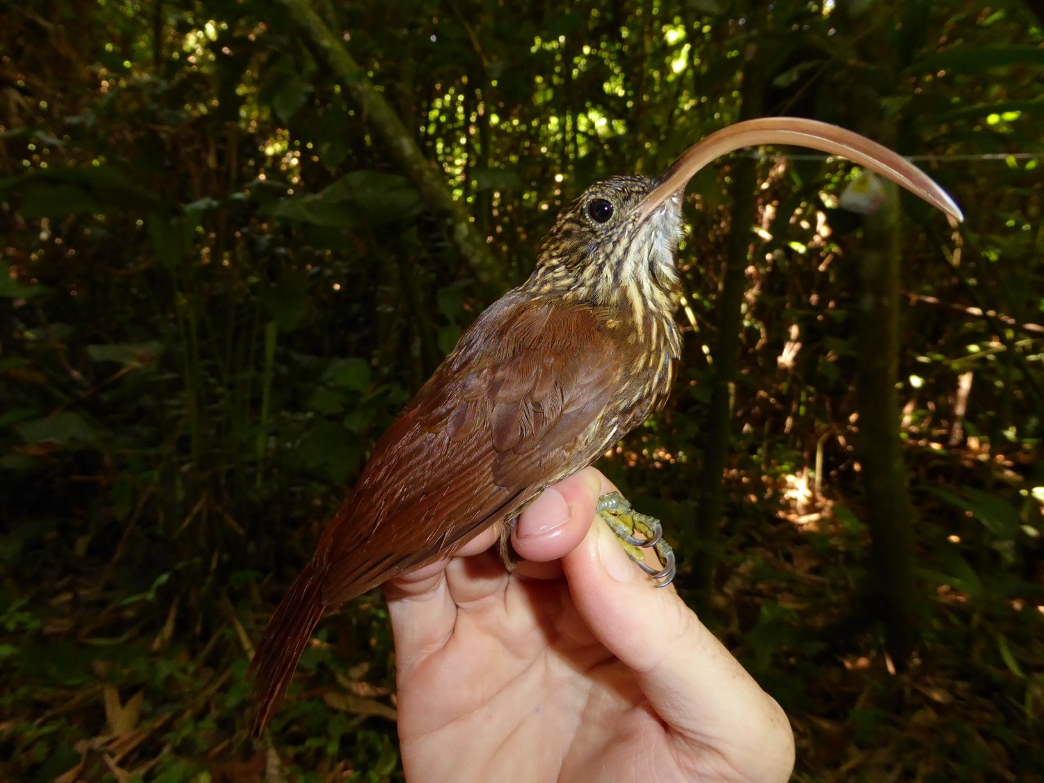 Campylorhamphus trochilirostris - Red-billed Scythebill