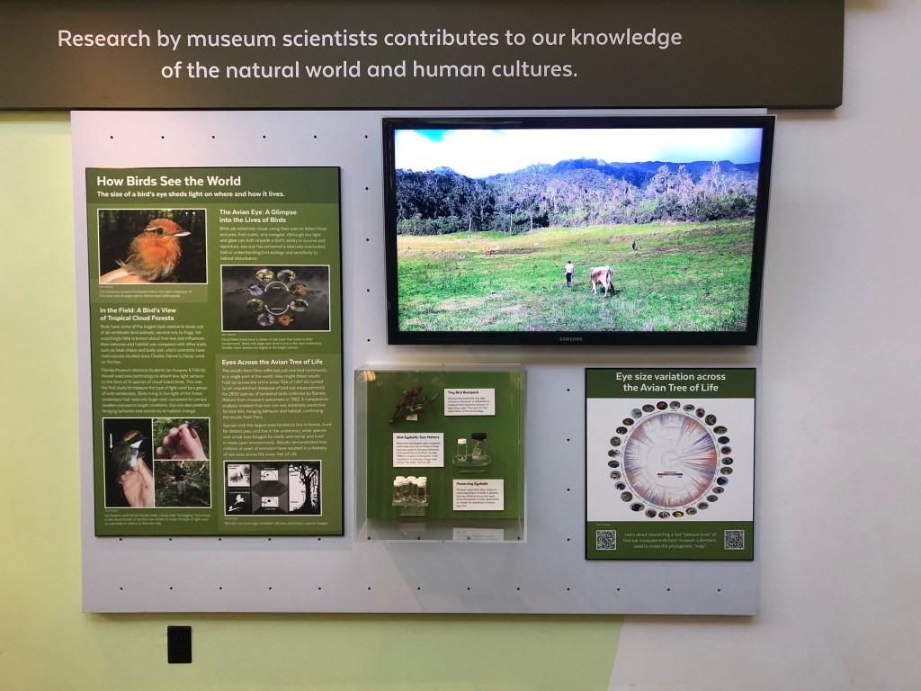 Our research is now a public exhibit at the Florida Museum of Natural&nbsp;History