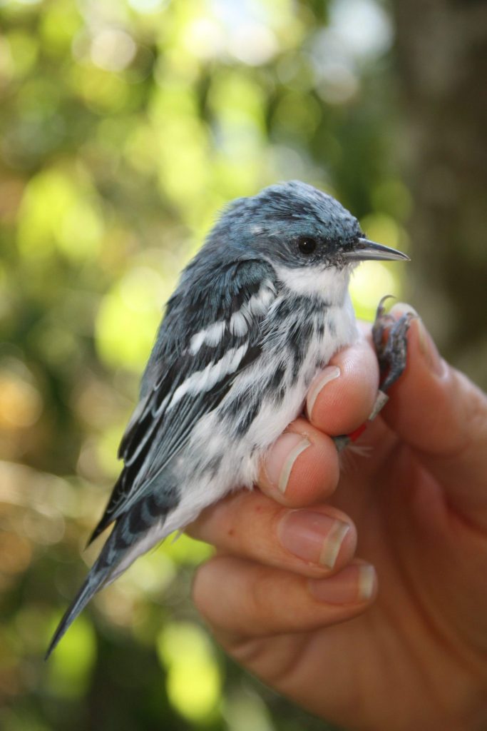 Cerulean Warbler