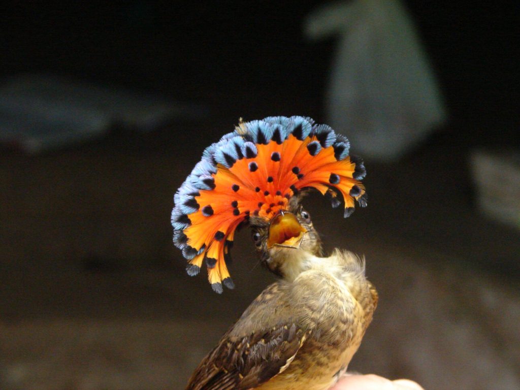 Royal Flycatcher. Tortugero, Costa Rica.