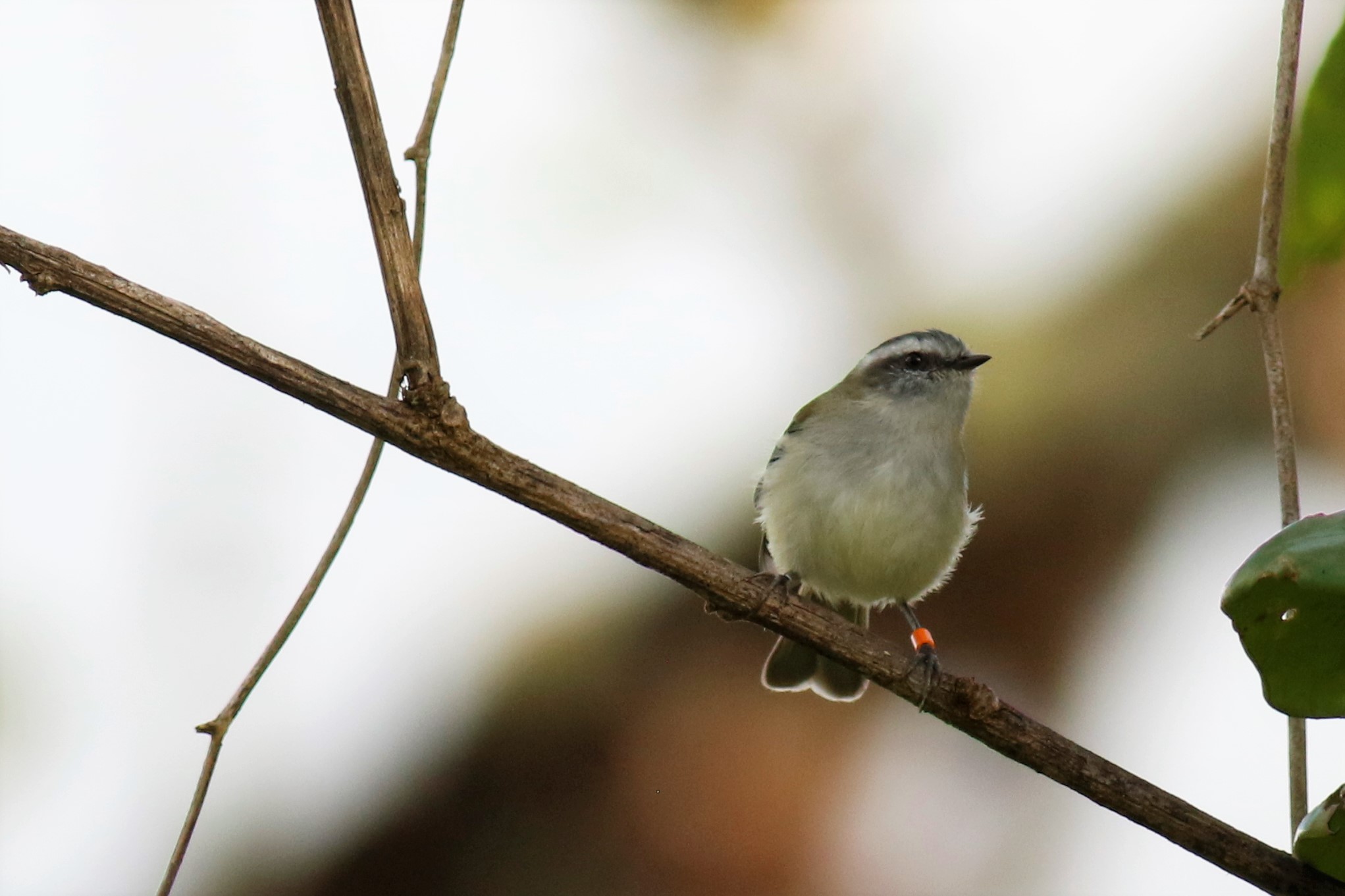White-banded Tyrannulet 