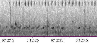 spectogram of the call of the Russet-crowned Warbler