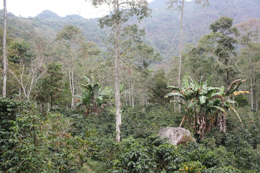 Shade coffee in Tamasis, Antioquia, Colombia.