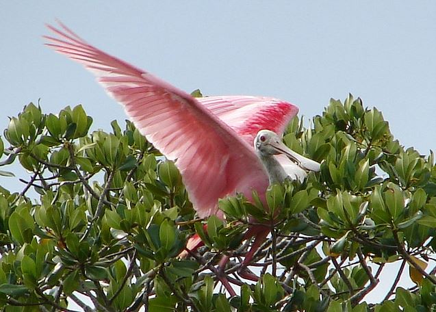 Roseate Spoonbill in Florida Bay.