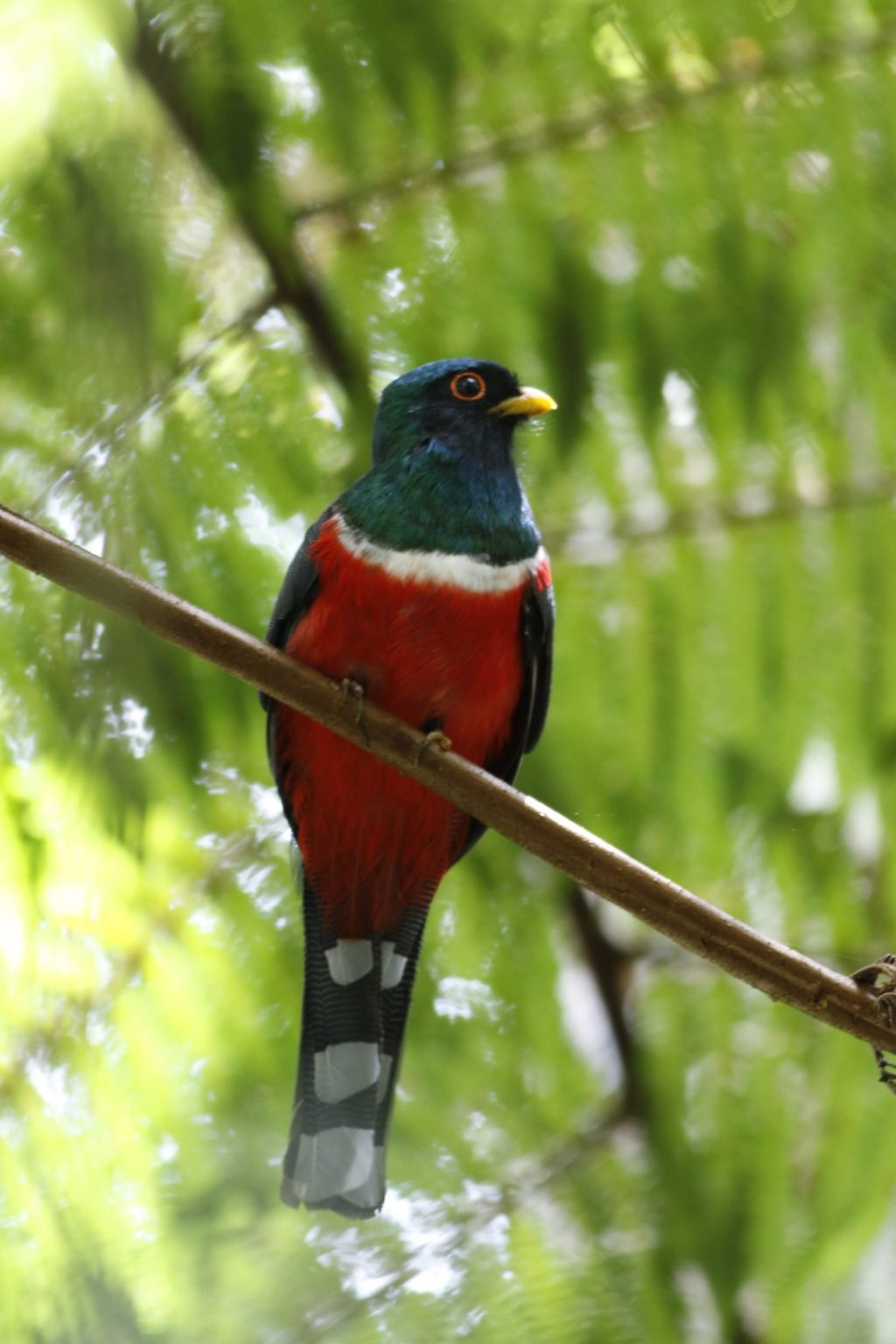 Bird Surveys and Early&nbsp;Mornings