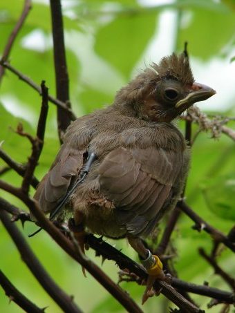 Fledgling Northern Cardinal