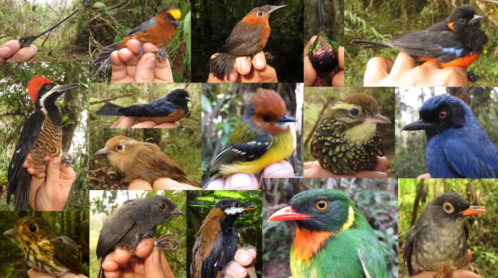 Research on Functional Traits now in Journal of Animal&nbsp;Ecology