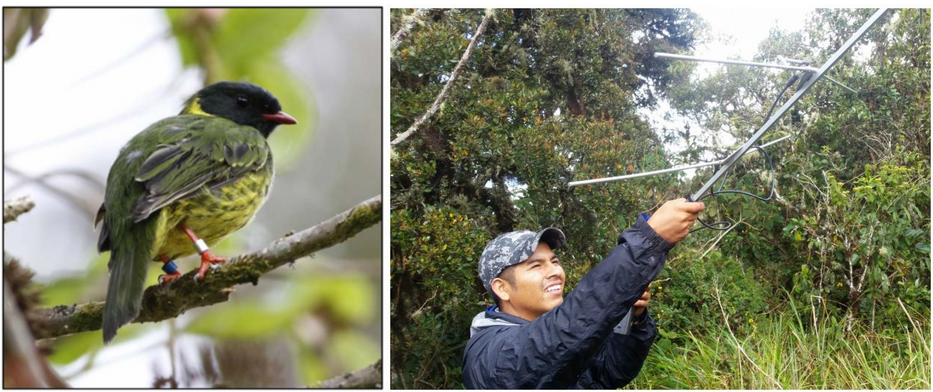 Natural History of the Green-and-Black Fruiteater Published in Ornitología&nbsp;Neotropical