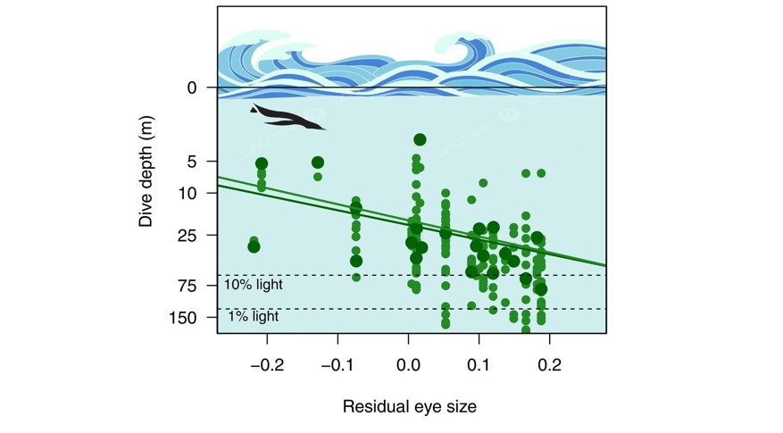 New paper on visual ecology of aquatic&nbsp;birds